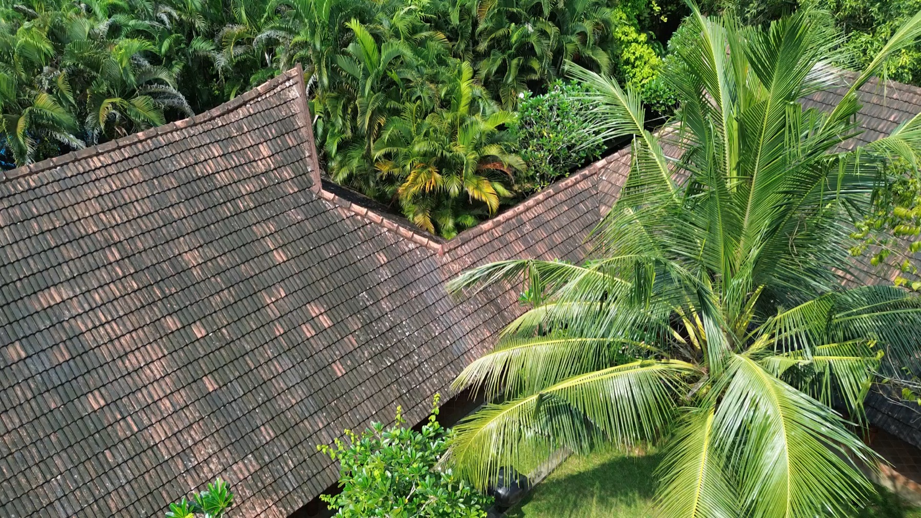Clay-tiled roofs and coconut palms seen from above