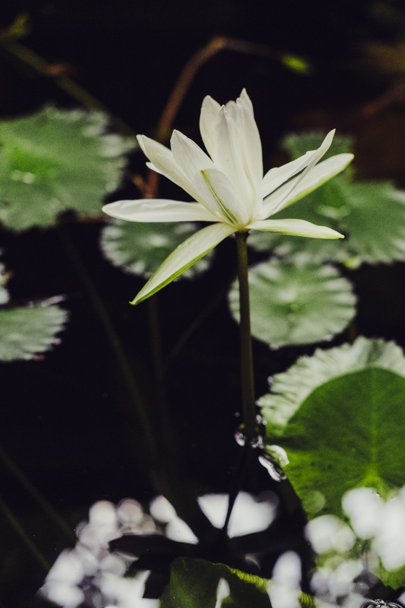 A white lotus