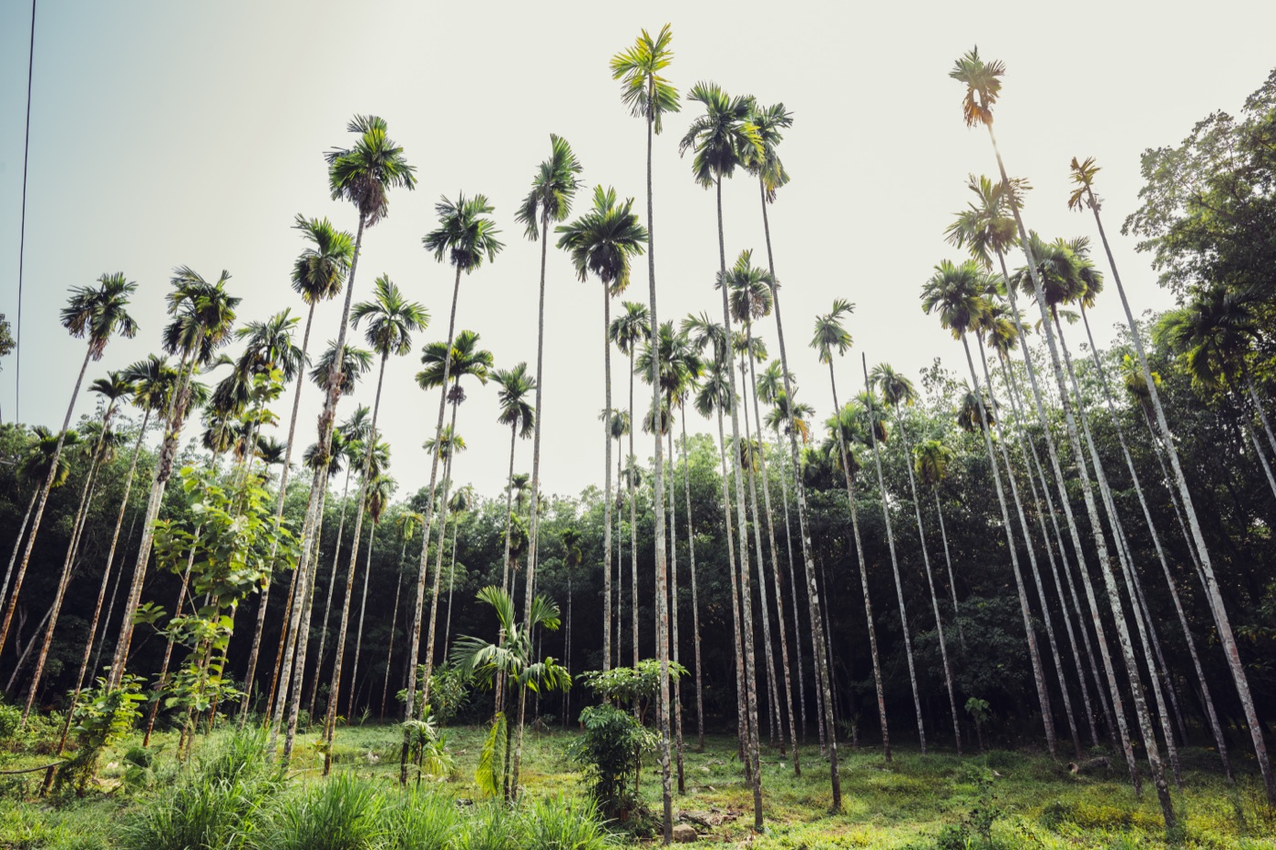 Tall areca palms rising over the green undergrowth of the estate